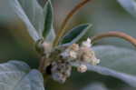 Wooly croton